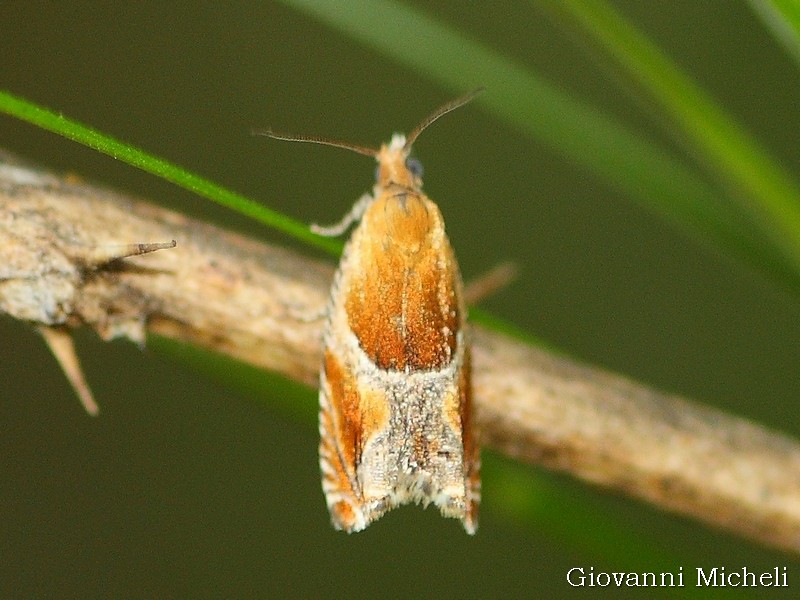 Alabonia geoffrella